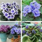 Bonsai Violet Plants Colorful Rare African Flower 100 Seeds