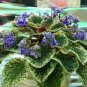 Bonsai Violet Plants Colorful Rare African Flower 100 Seeds
