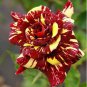 Stripes Rose Seeds High Germination Rate Stunning Blooms Balcony 40 Seeds