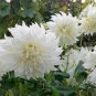 Rare Climbing Jasmine Flower White 200 Seeds