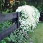 Rare Climbing Jasmine Flower White 200 Seeds
