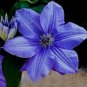 Clematis Flowers Mixed Clematis Flores 200 Seeds