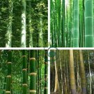 Bamboo Plant Fresh Giant Mixed Moso Bambu Plant 40 Seeds