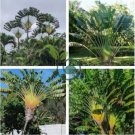 Purple Travelers Palm Flores 200 Seeds