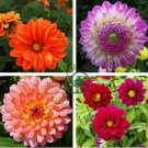 Gorgeous Dahlia Flower 200 Seeds