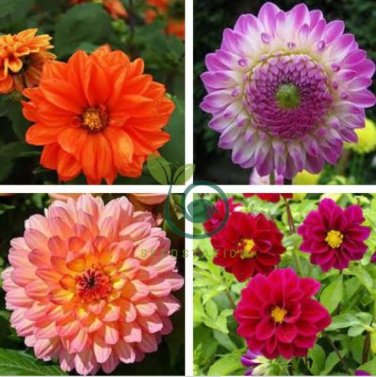 Gorgeous Dahlia Flower 200 Seeds