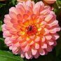 Gorgeous Dahlia Flower 200 Seeds