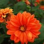 Gorgeous Dahlia Flower 200 Seeds