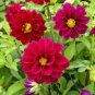 Gorgeous Dahlia Flower 200 Seeds