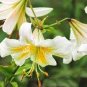 Beautiful Lily Flower Seeds Mixed 9 Colors 240 Seeds