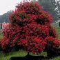 Rare Star Petunia Blue Bonsai Garden and Patio Potted Plant 200 Seeds