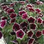 Rare Star Petunia Blue Bonsai Garden and Patio Potted Plant 200 Seeds