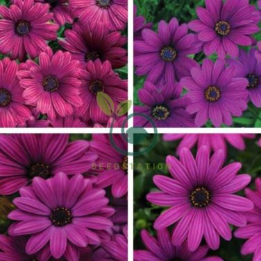 Purple Osteospermum 200 Seeds