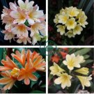 Mixed Clivia Rare Rainbow Clivia Flower Potted Plants 200 Seeds