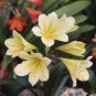 Mixed Clivia Rare Rainbow Clivia Flower Potted Plants 200 Seeds