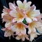 Mixed Clivia Rare Rainbow Clivia Flower Potted Plants 200 Seeds
