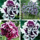 Bonsai Petunia Garden Bonsai Moon Night Sky Double Purple 400 Seeds