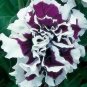 Bonsai Petunia Garden Bonsai Moon Night Sky Double Purple 400 Seeds
