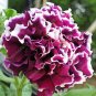 Bonsai Petunia Garden Bonsai Moon Night Sky Double Purple 400 Seeds