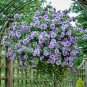 Bonsai Petunia Garden Bonsai Moon Night Sky Double Purple 400 Seeds