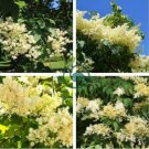 Japanese Lilac Plant indor Plants Lilac Clove Flower 200 Seeds