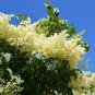 Japanese Lilac Plant indor Plants Lilac Clove Flower 200 Seeds