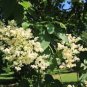 Japanese Lilac Plant indor Plants Lilac Clove Flower 200 Seeds