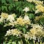 Japanese Lilac Plant indor Plants Lilac Clove Flower 200 Seeds