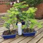 Larch Bonsai Larix Tree Bonsai New Arrival Home Garden Plant 200 Seeds