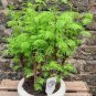 Larch Bonsai Larix Tree Bonsai New Arrival Home Garden Plant 200 Seeds