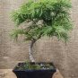 Larch Bonsai Larix Tree Bonsai New Arrival Home Garden Plant 200 Seeds