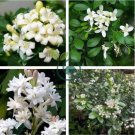 Murraya Exotica Tree Semente 120 Seeds
