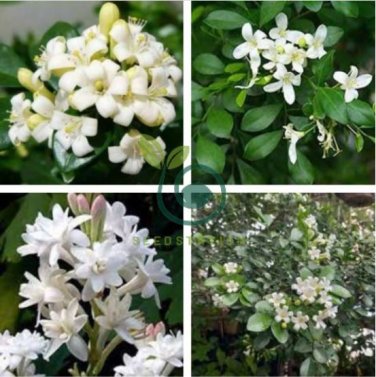 Murraya Exotica Tree Semente 120 Seeds
