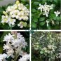 Murraya Exotica Tree Semente 120 Seeds