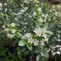 Murraya Exotica Tree Semente 120 Seeds