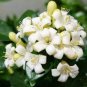 Murraya Exotica Tree Semente 120 Seeds