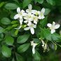 Murraya Exotica Tree Semente 120 Seeds