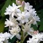 Murraya Exotica Tree Semente 120 Seeds