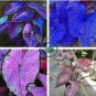 Rare Garden Creeper Vines Grass Mixed Foliage Flower 300 Seeds