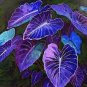 Rare Garden Creeper Vines Grass Mixed Foliage Flower 300 Seeds