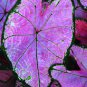 Rare Garden Creeper Vines Grass Mixed Foliage Flower 300 Seeds