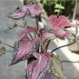 Rare Garden Creeper Vines Grass Mixed Foliage Flower 300 Seeds