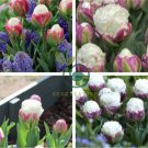 Rare Exotic Tulip Bonsai Aroma Tulip Ice Cream Plants 400 Seeds