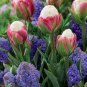 Rare Exotic Tulip Bonsai Aroma Tulip Ice Cream Plants 400 Seeds