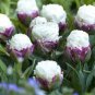 Rare Exotic Tulip Bonsai Aroma Tulip Ice Cream Plants 400 Seeds