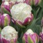 Rare Exotic Tulip Bonsai Aroma Tulip Ice Cream Plants 400 Seeds
