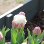 Rare Exotic Tulip Bonsai Aroma Tulip Ice Cream Plants 400 Seeds