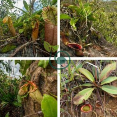 Tropical Pitcher Plant Giant Nepenthes 100 Seeds