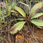 Tropical Pitcher Plant Giant Nepenthes 100 Seeds
