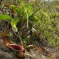 Tropical Pitcher Plant Giant Nepenthes 100 Seeds